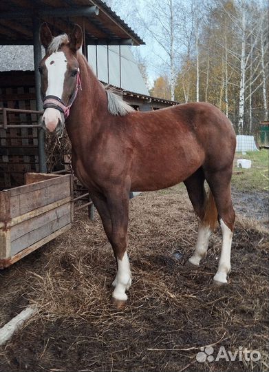 Кобыла советский тяжеловоз