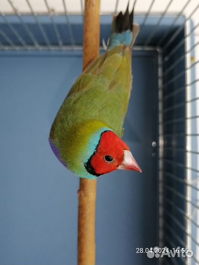 Амадины гульда