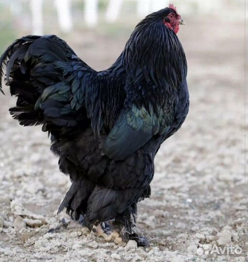 Брама - куры и петух (семья)