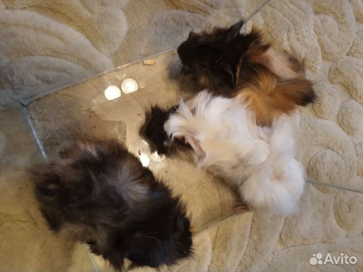 Свинки морские