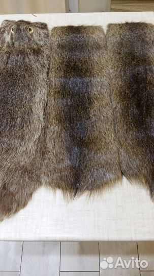 Шкурки нутрии 9шт