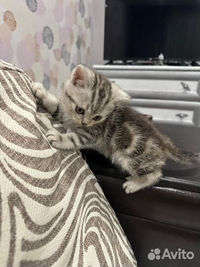 Британские котята