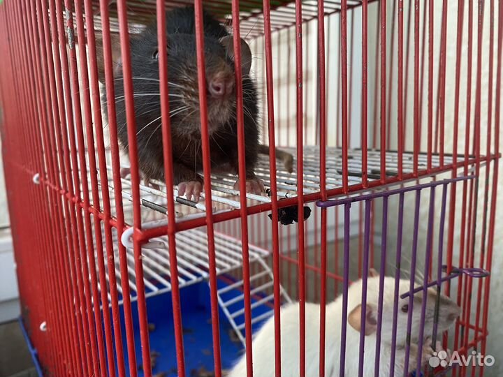 Крысы с клеткой