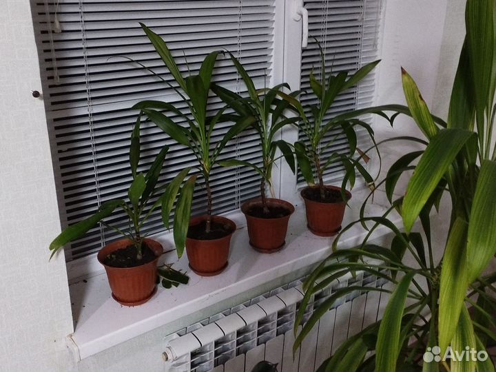 Пальма юкка