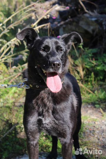 Собака в добрые руки