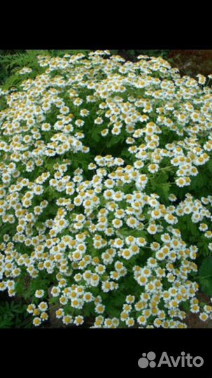 Пиретрум-ромашка