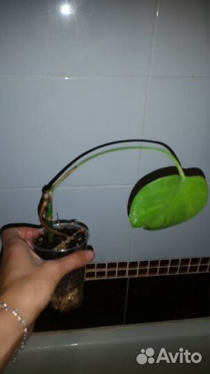 Филодендрон, монстера