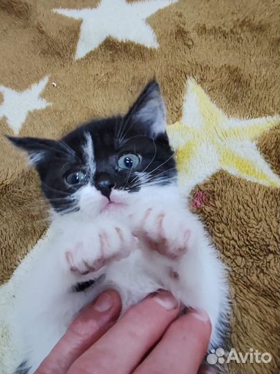 Кошки