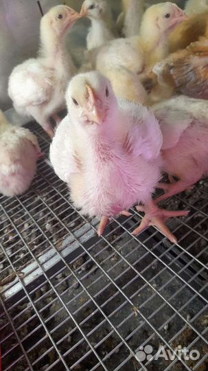 Бройлерные утята вывод 25.08, цыплята