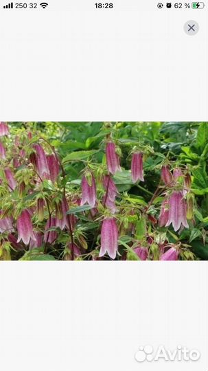 Колокольчик точечный