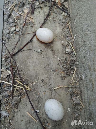 Инкубационное яйцо голубя