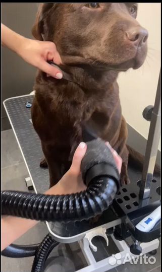 Грумер, стрижка собак и кошек, экспресс-линька