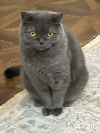 Британская короткошерстная