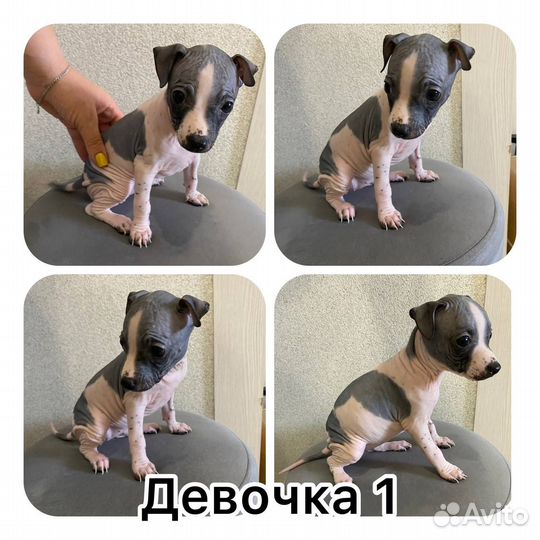 Американский голый терьер щенки