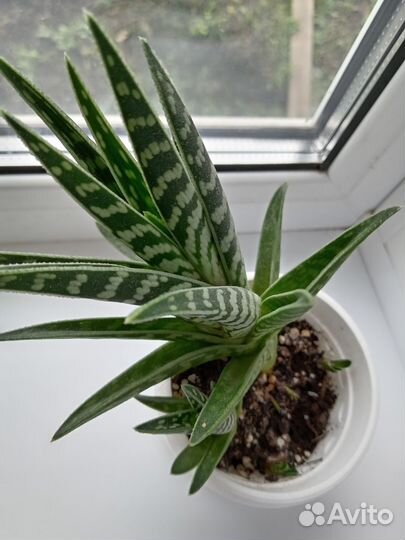 Алоэ тигровое