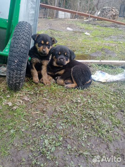 Щенки ротвейлера