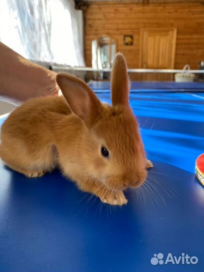 Кролики бургундские