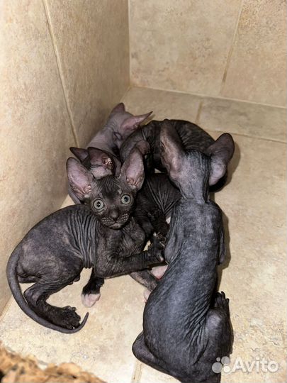 Донской сфинкс котята