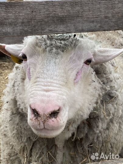 Бараны тексель