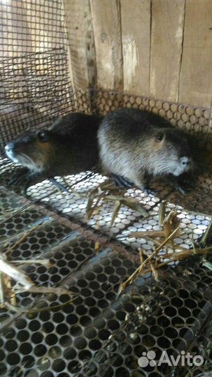 Нутрии молодняк