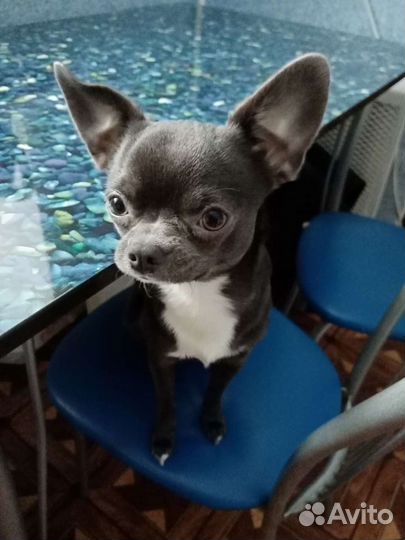 Вязка чихуахуа