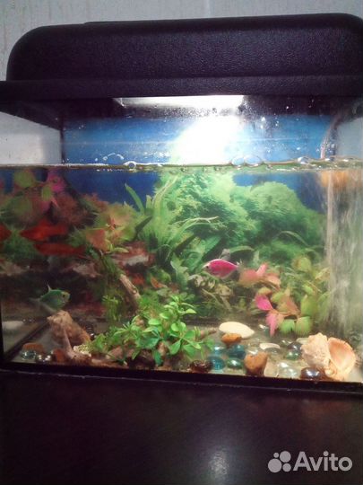 Аквариум