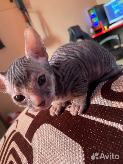 Донской сфинкс