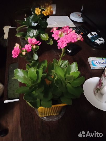 Рассада каланхоэ