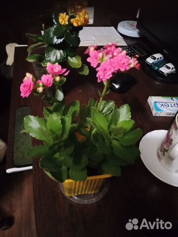 Рассада каланхоэ