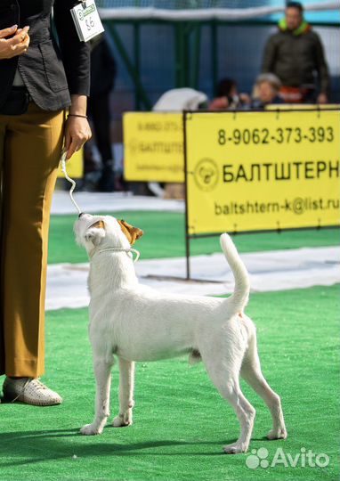 Парсон Рассел терьер Вязка