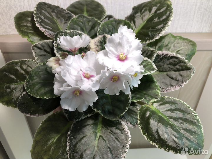 Детки сортовых фиалок