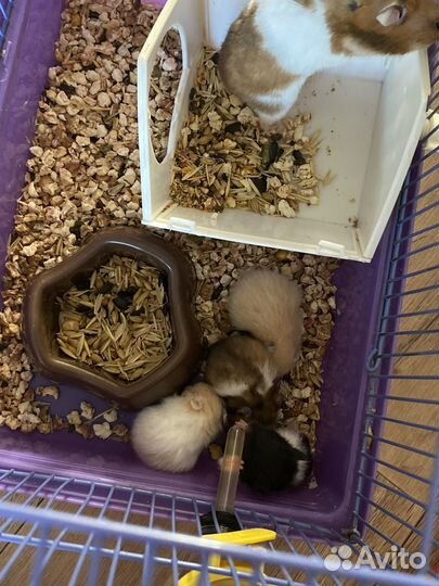 Хомяк сирийский ручной