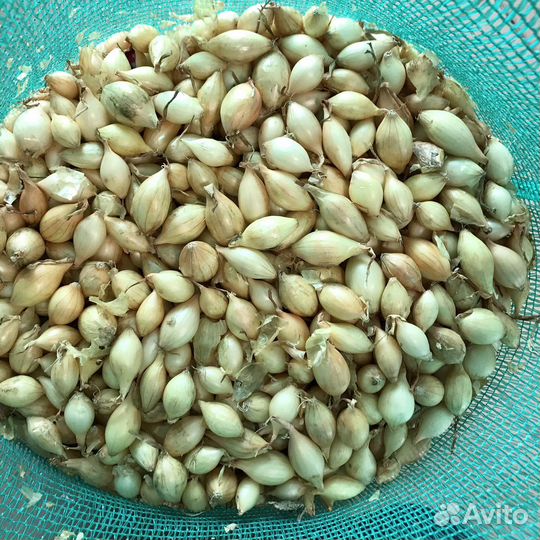 Лук севок розница/мелк.опт в ассортименте