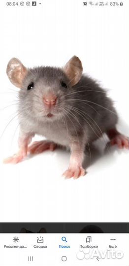 Кормовые мыши.Голыши.Опушата