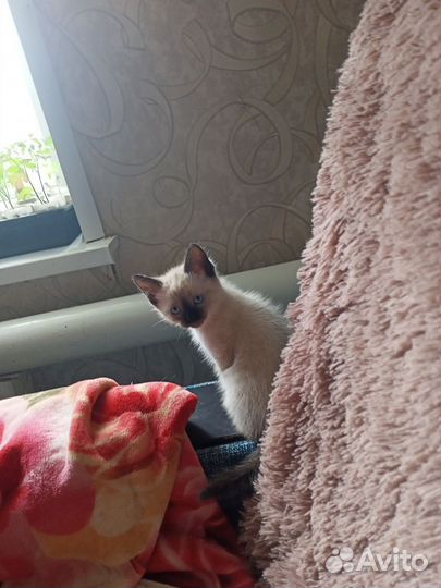 Котик мальчик