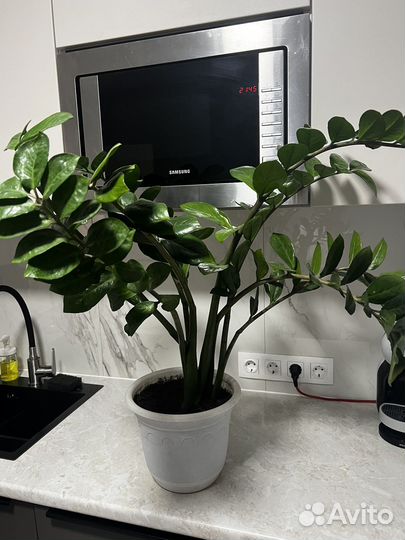 Замиокулькас