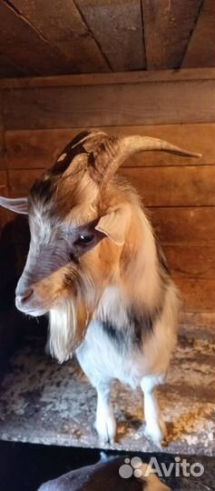 Продам породистого камерунского козла