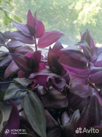 Традесканция