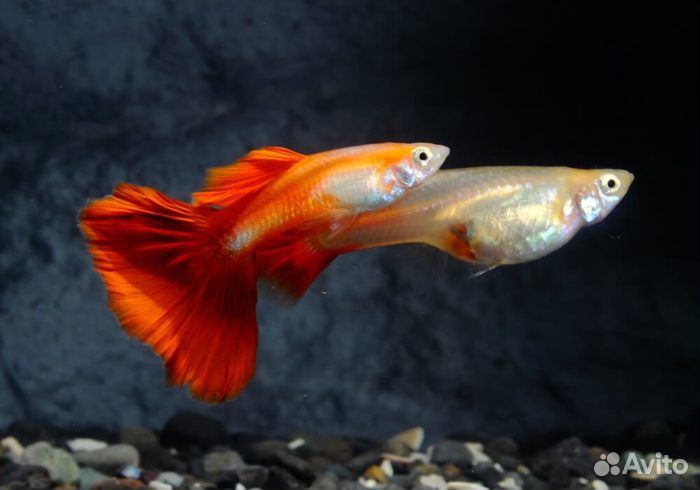 Гуппи, улитки