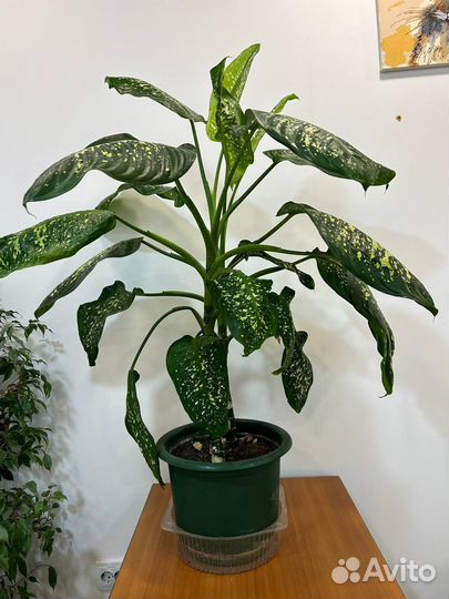 Диффенбахия