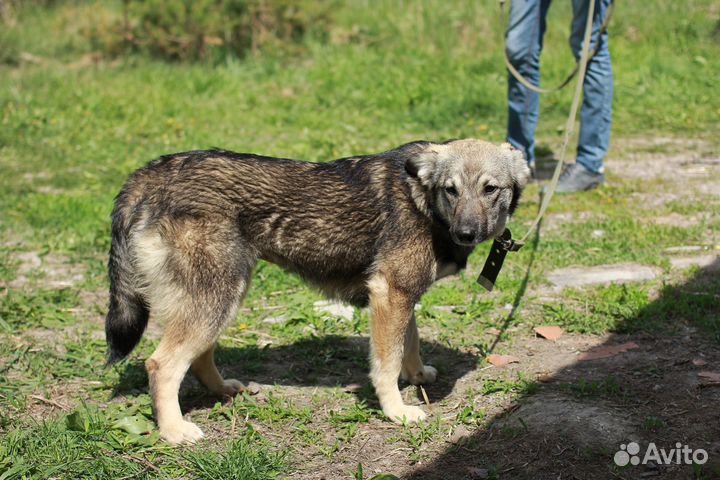 Щенок Адель