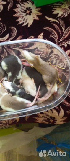 Редкие крысята