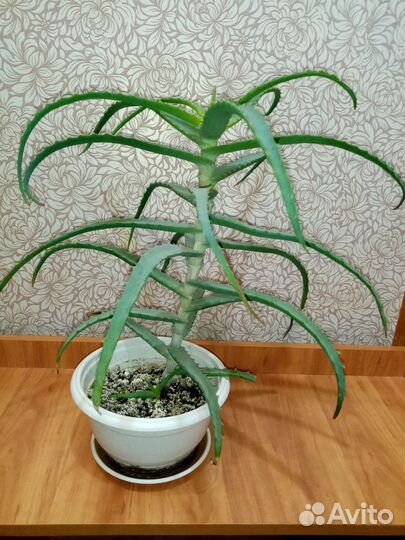 Столетник (алоэ )