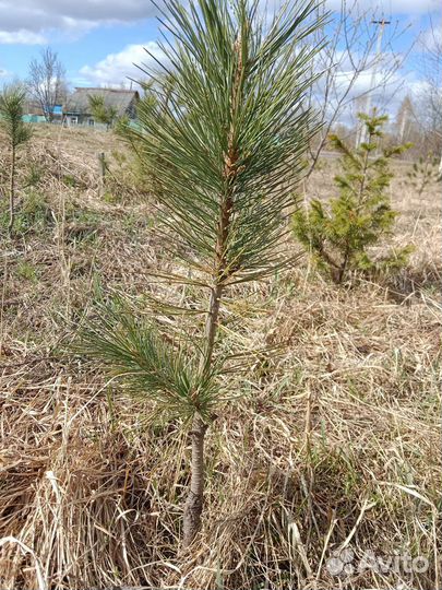 Саженцы привитые: груши, сливы, яблони, хвойные