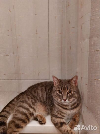 Отдам в добрые руки