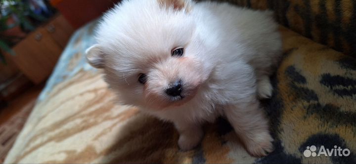 Щенки шпица