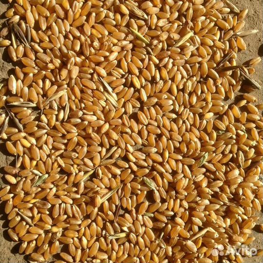 Продаю пшеницу
