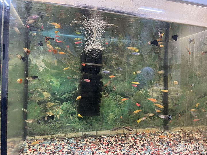 Аквариумные рыбки