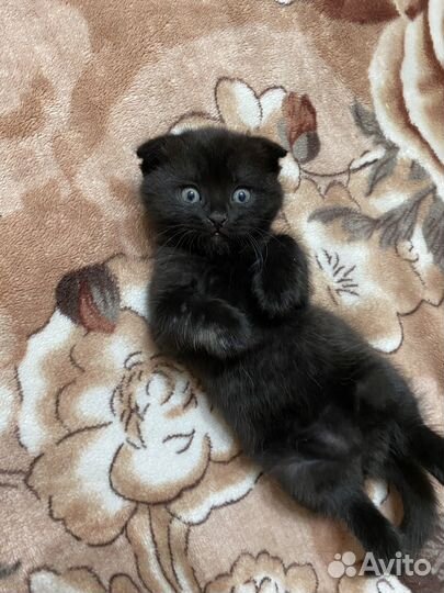 Шотландский кот