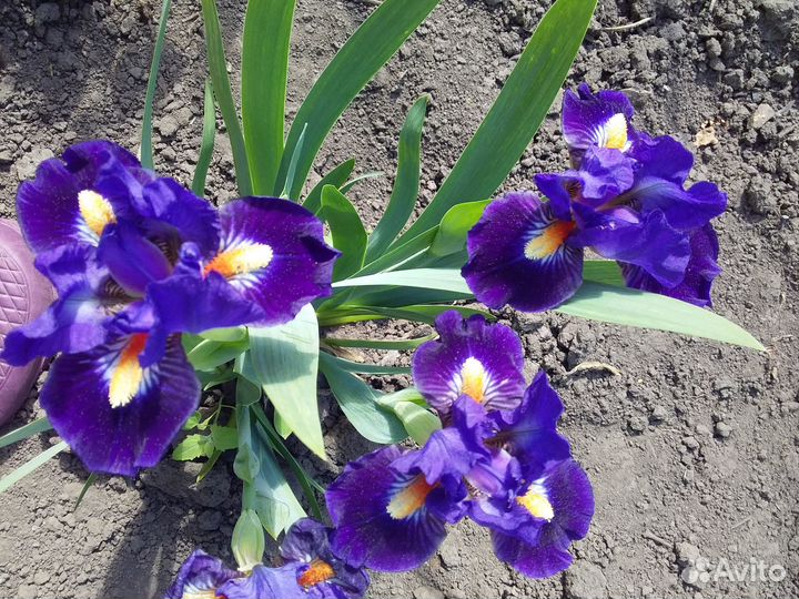 Ирисы карликовые